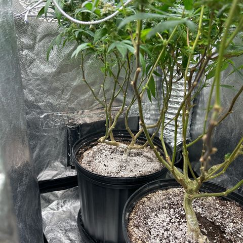 OG RuntZ growlog timeline photo