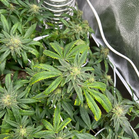 OG RuntZ growlog timeline photo