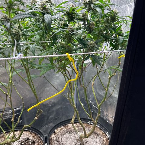 OG RuntZ growlog timeline photo