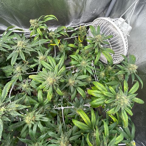 OG RuntZ growlog timeline photo