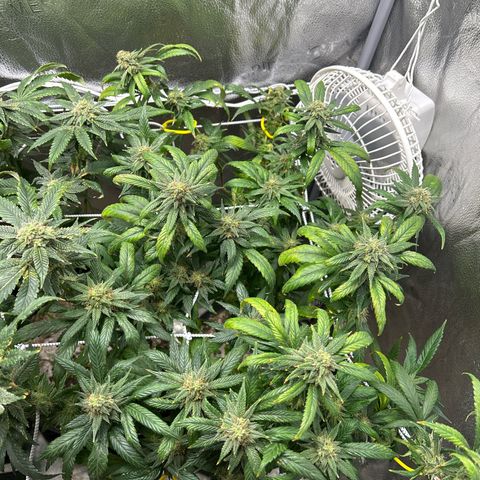 OG RuntZ growlog timeline photo