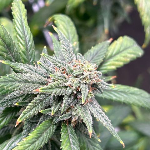 OG RuntZ growlog timeline photo