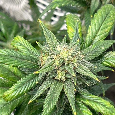 OG RuntZ growlog timeline photo
