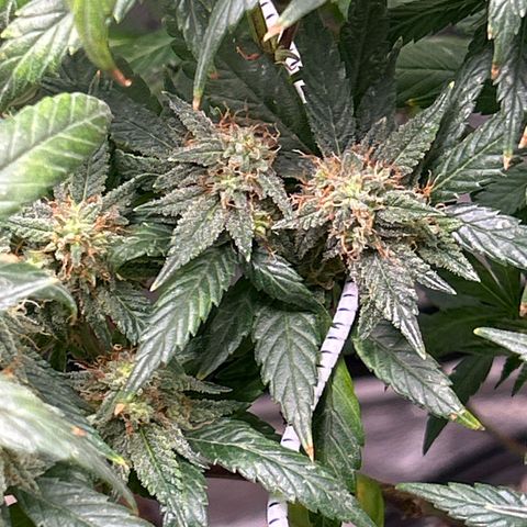 OG RuntZ growlog timeline photo