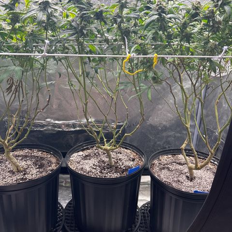Bully Kush growlog timeline photo
