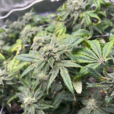 Bully Kush growlog timeline photo