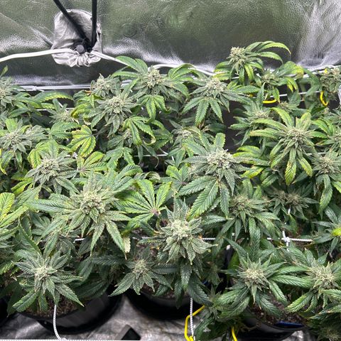 Bully Kush growlog timeline photo