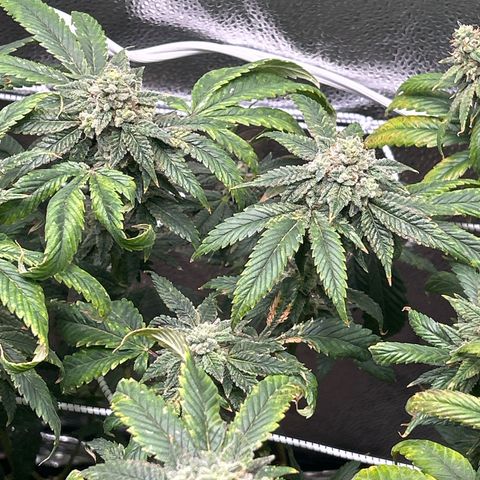 Bully Kush growlog timeline photo