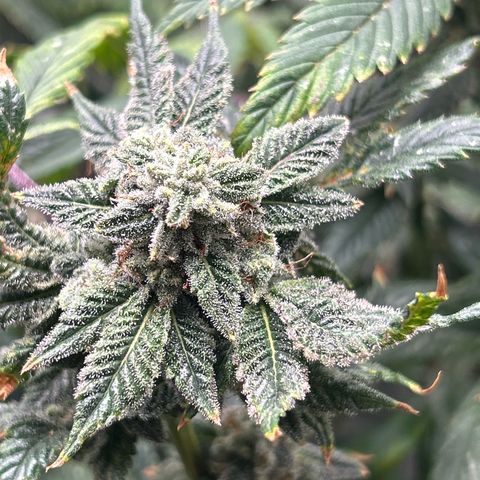 Bully Kush growlog timeline photo