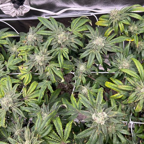 Bully Kush growlog timeline photo