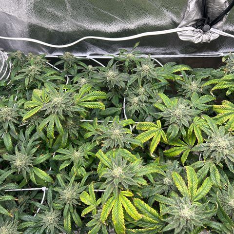 Bully Kush growlog timeline photo