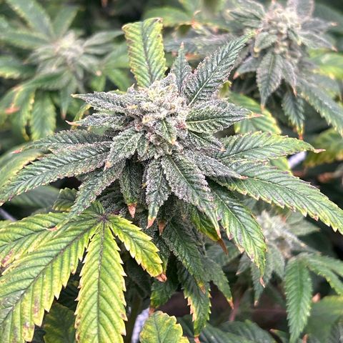 Bully Kush growlog timeline photo
