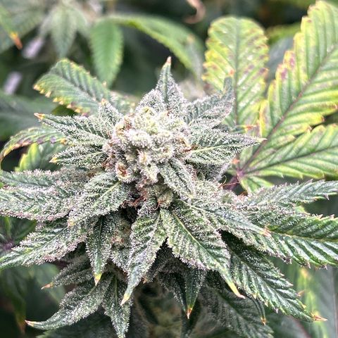 Bully Kush growlog timeline photo