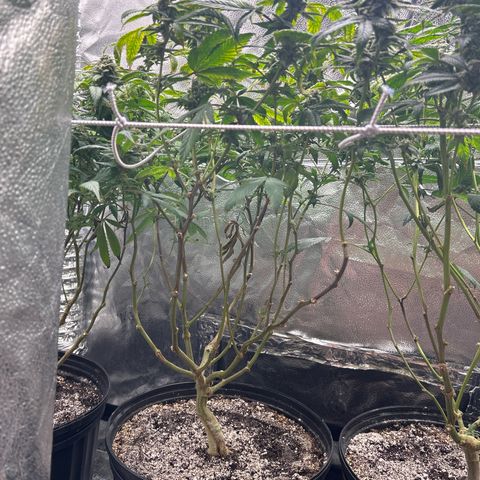 Bully Kush growlog timeline photo
