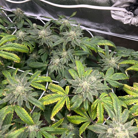 Bully Kush growlog timeline photo
