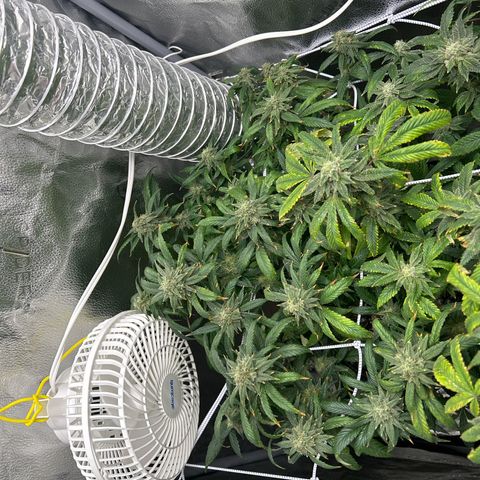 OG RuntZ growlog timeline photo