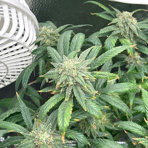 OG RuntZ growlog timeline photo