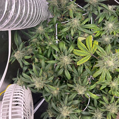 OG RuntZ growlog timeline photo