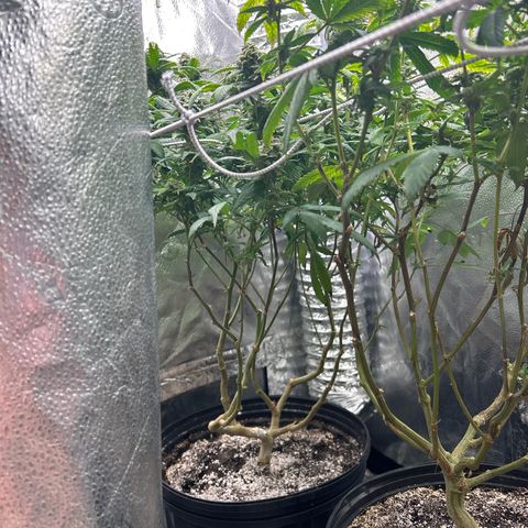 OG RuntZ growlog timeline photo