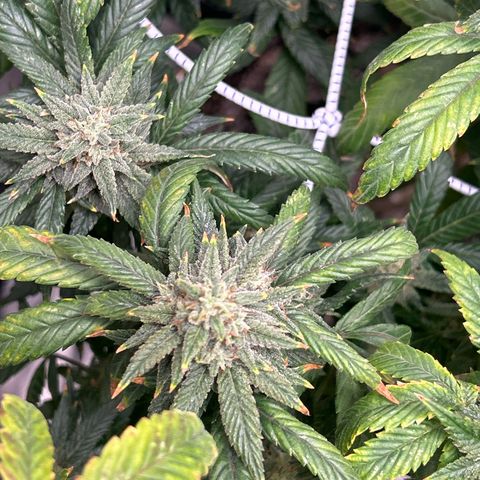 OG RuntZ growlog timeline photo