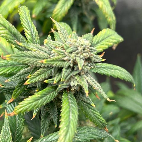 OG RuntZ growlog timeline photo