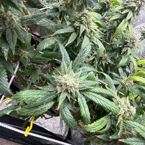 OG RuntZ growlog timeline photo