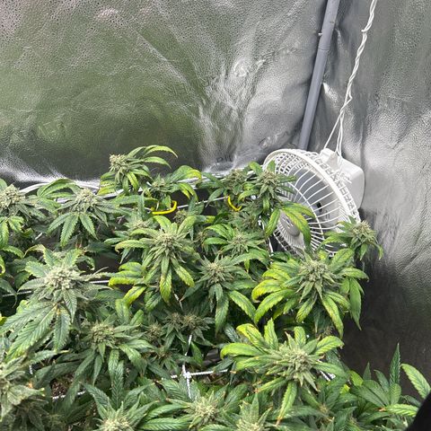 OG RuntZ growlog timeline photo