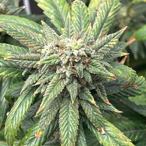 OG RuntZ growlog timeline photo