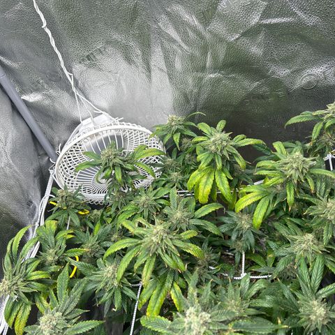 OG RuntZ growlog timeline photo