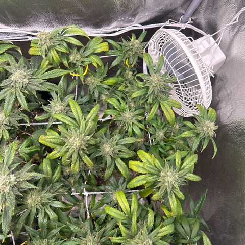 OG RuntZ growlog timeline photo