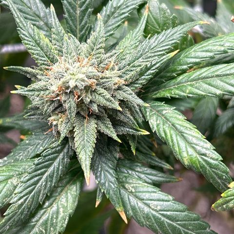 OG RuntZ growlog timeline photo