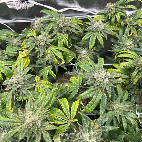 Bully Kush growlog timeline photo