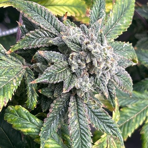 Bully Kush growlog timeline photo