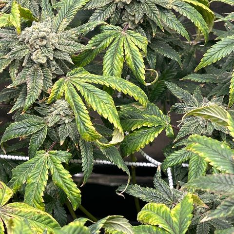 Bully Kush growlog timeline photo