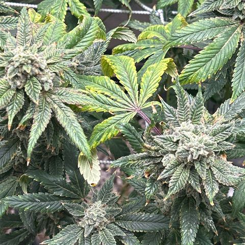 Bully Kush growlog timeline photo
