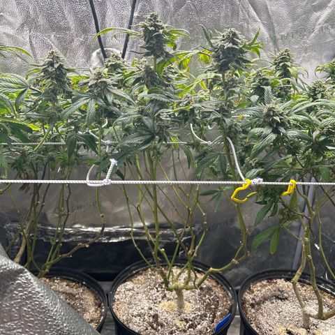 Bully Kush growlog timeline photo