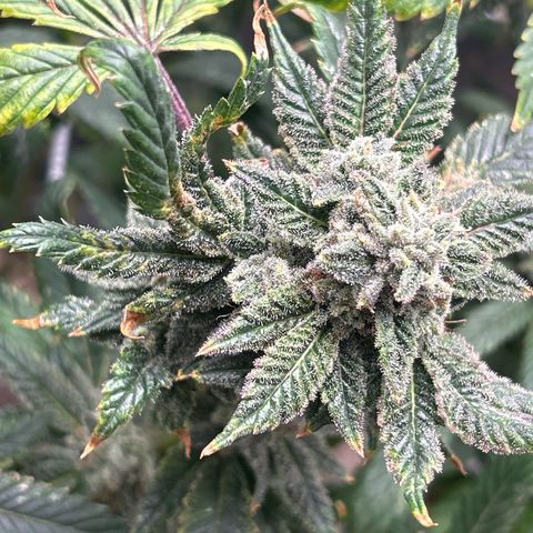Bully Kush growlog timeline photo