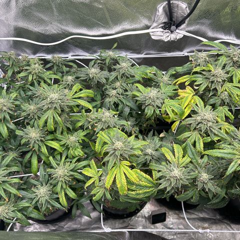 Bully Kush growlog timeline photo