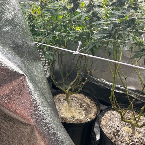 Bully Kush growlog timeline photo