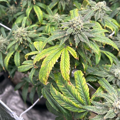 Bully Kush growlog timeline photo