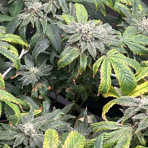 Bully Kush growlog timeline photo