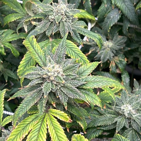 Bully Kush growlog timeline photo