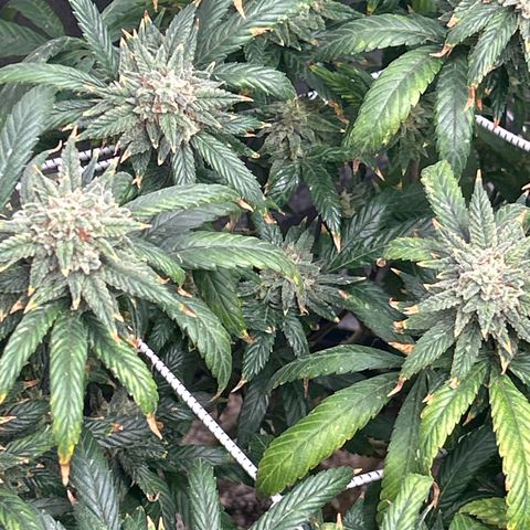 OG RuntZ growlog timeline photo