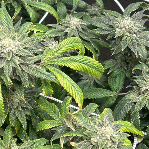 OG RuntZ growlog timeline photo