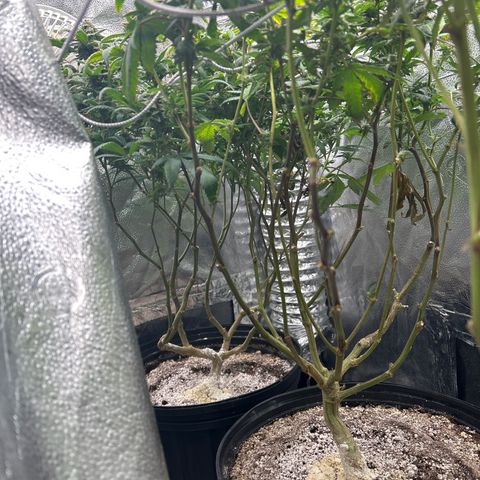 OG RuntZ growlog timeline photo