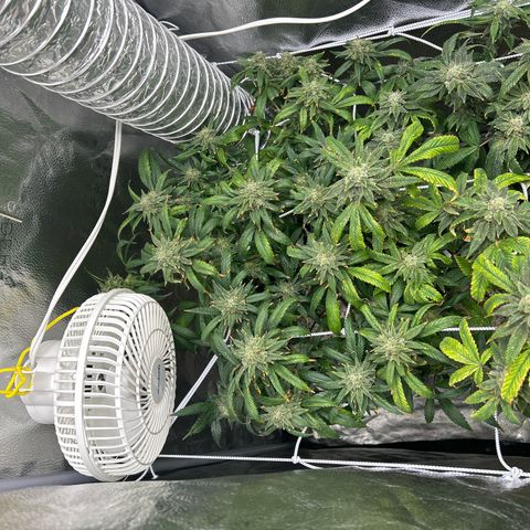 OG RuntZ growlog timeline photo