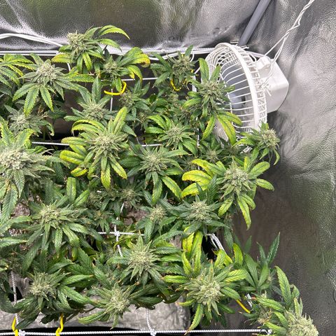 OG RuntZ growlog timeline photo