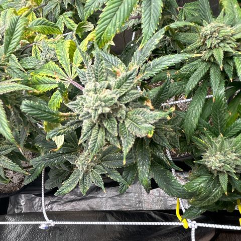 OG RuntZ growlog timeline photo