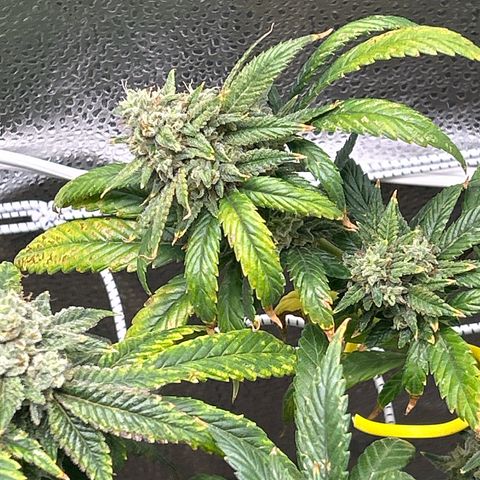 OG RuntZ growlog timeline photo