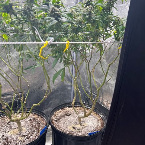 OG RuntZ growlog timeline photo